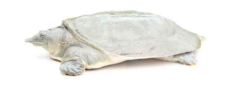 甲鱼冬天会冻死吗 甲鱼多冷会冻死