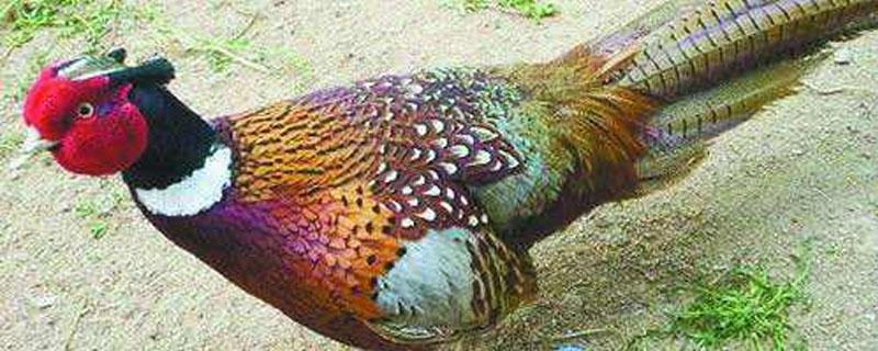 山鸡好养吗（七彩山鸡好养吗）