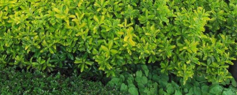 冬青有哪些品种，冬青特点 冬青有哪几种