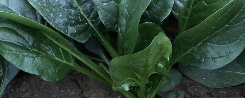 绿色的蔬菜有哪些(绿色的蔬菜有哪些图片)