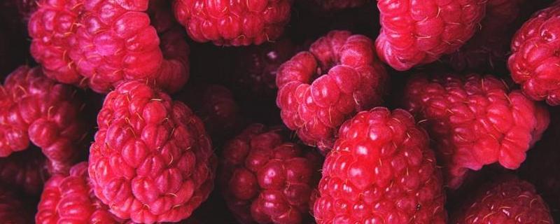 树莓几月成熟，树莓树多高 树莓在几月成熟