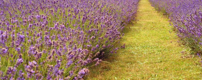 薰衣草的花期，什么季节开放（薰衣草花是几月份开）