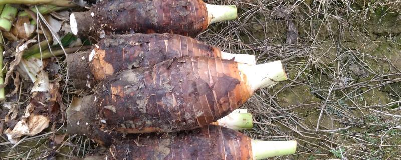 槟榔芋的种植与管理技术(槟榔芋高产栽培技术)