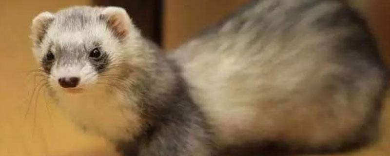 水貂病毒性肠炎特征 水貂细小病毒性肠炎的主要症状为