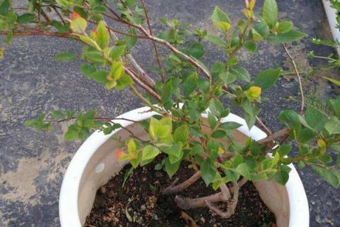 蓝莓扦插繁殖技术,什么时候适合扦插