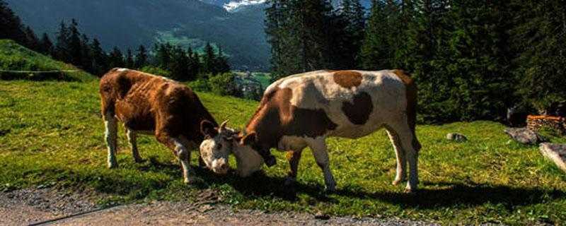 奶牛每天产奶量是多少 奶牛每天产奶量是多少升