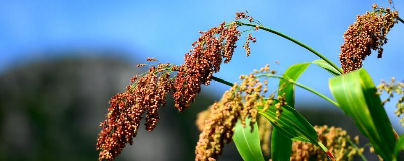 高粱成熟是什么颜色，几月份成熟 高粱成熟的时候是什么颜色