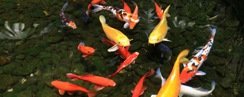 锦鲤可以吃吗（野生锦鲤可以吃吗）