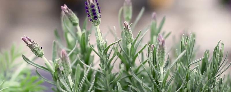 薰衣草种植方法及养护（薰衣草盆栽养护）