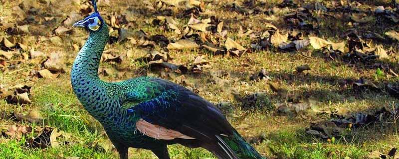 蓝孔雀喂盐有什么作用