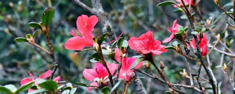 映山红是什么，冬天会不会落叶（映山红 冬天）
