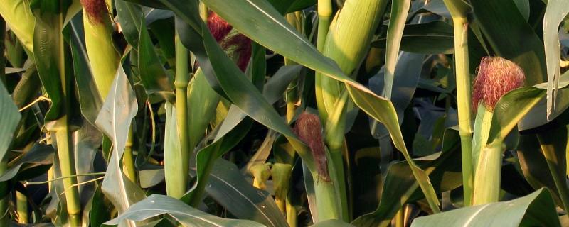 正成018玉米品种介绍(正白1号玉米种)