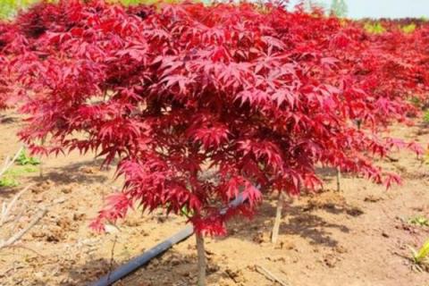 红枫嫁接时间和方法,红枫有几个品种