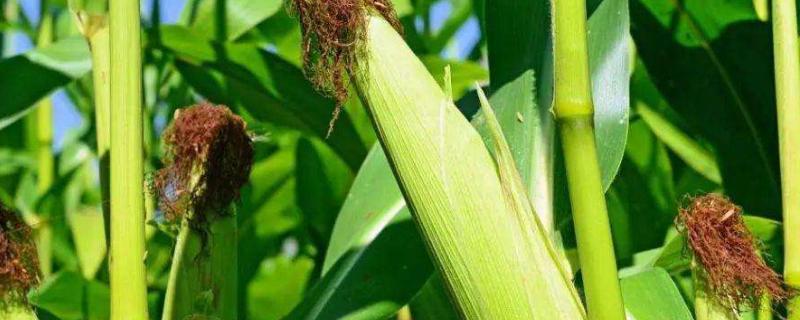 东单913玉米品种亩产多少斤，附简介（东单90玉米种好不好?）