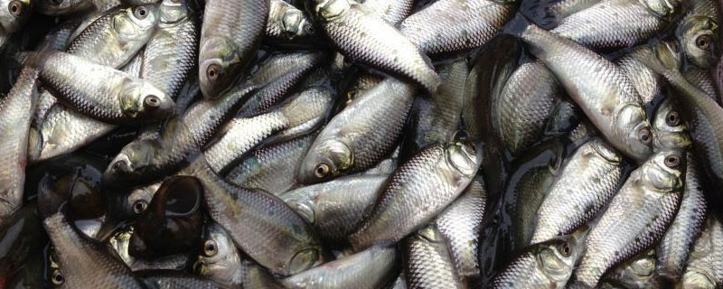 鲫鱼有几种（鲫鱼有几种做法）