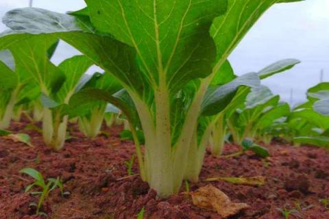 白菜怎么种,白菜的生长周期