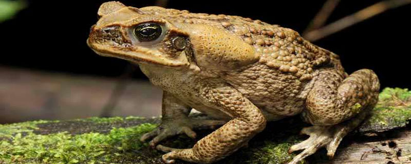 蟾蜍几年成熟 蟾蜍一年长多大