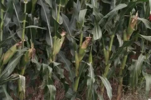 农星207玉米种简介,适合哪里种植,产量如何