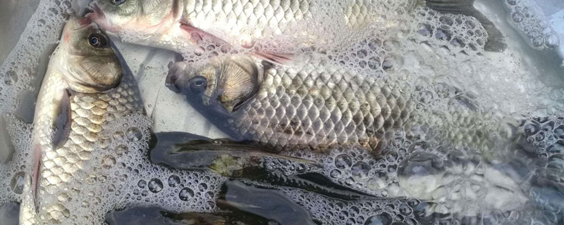 鲫鱼能长多大 中科5号鲫鱼能长多大