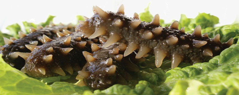 海参淡干和盐干有什么区别(海参除了淡干和盐干还有什么)