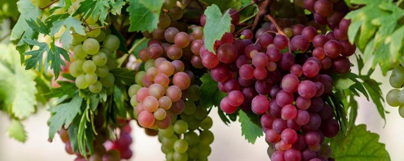 葡萄的生长环境和条件,葡萄喜欢什么肥料