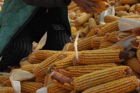 宝景653s玉米种简介,适合哪里种植,产量如何