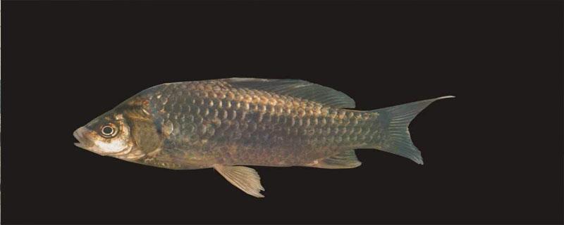 鳜鱼路亚用什么饵（鳜鱼路亚用什么饵钓）