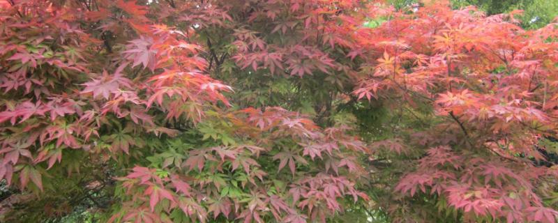 美国红枫和日本红枫有什么区别,美国红枫能长多高