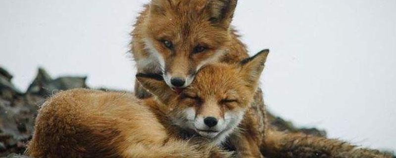狐狸寿命（狐狸寿命多长）
