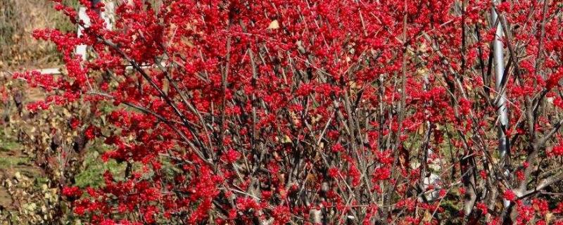 北美冬青介绍，附种植方法 北美冬青盆栽技术