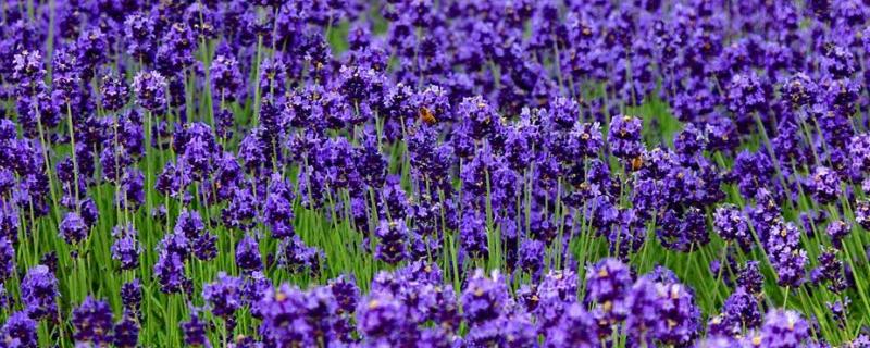 薰衣草的花语，花期有多长（薰衣草的花语是什么）