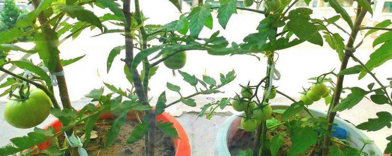 番茄的种植过程记录 番茄的种植过程记录表