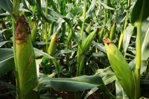 隆平259玉米种介绍