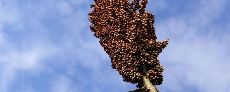 高粱高产栽培技术，附常见的疾病（高粱高产栽培技术,附常见的疾病是什么）