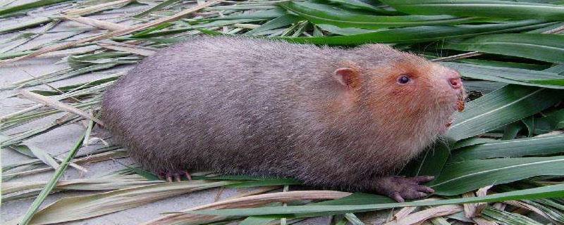 竹鼠中暑了怎么办 老鼠中暑了怎么办