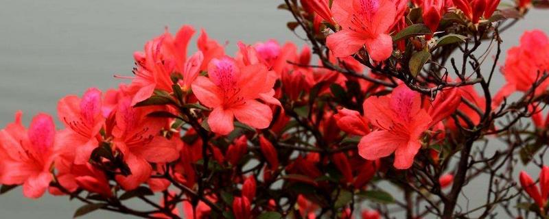 映山红是杜鹃吗,映山红移栽后如何修剪