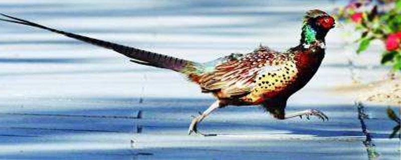 野鸡出壳后怎么喂养 野鸡崽出壳多久能喂吃的