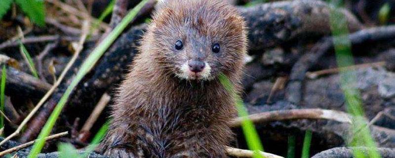 水貂是什么 水貂是什么科动物