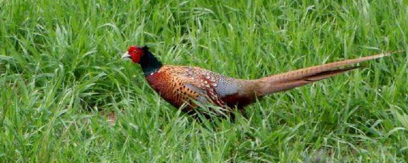 野鸡爱在什么地方活动（野鸡喜欢在什么地方活动）