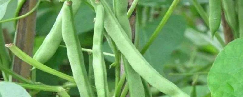 芸豆是不是四季豆,芸豆和扁豆的区别