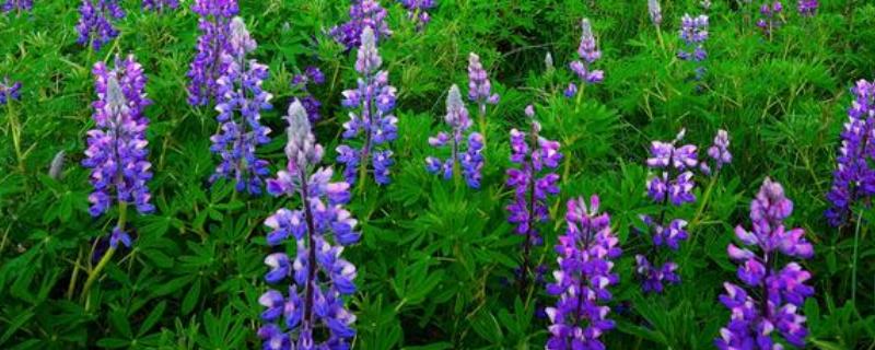 薰衣草什么季节开花,花期有多长
