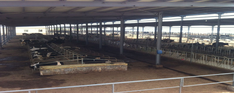 养牛防疫注意事项 养牛疾病防疫注意事项