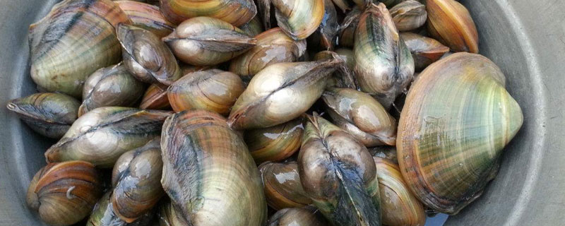 河蚌怎么清洗 野生河蚌怎么清洗