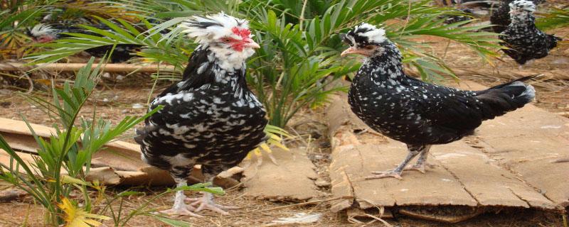 贵妃鸡天天下蛋吗 贵妃鸡多少天下蛋