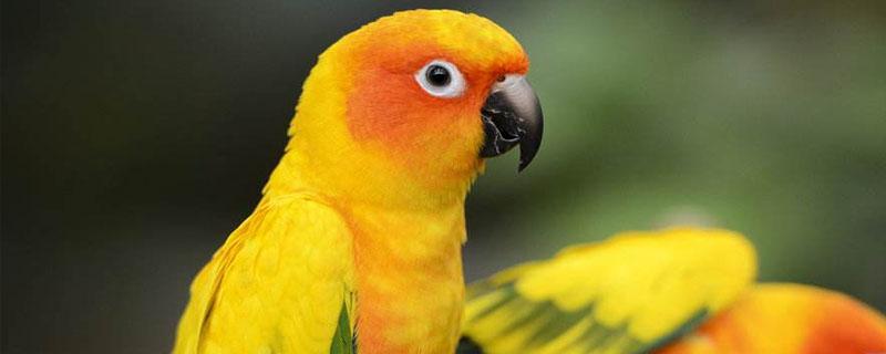 鹦鹉如何洗澡(黄桃鹦鹉如何洗澡)