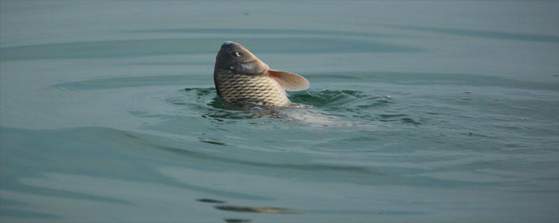 鲤鱼饵料怎么配 抛竿鲤鱼饵料怎么配
