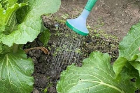 白菜怎么种,白菜的生长周期