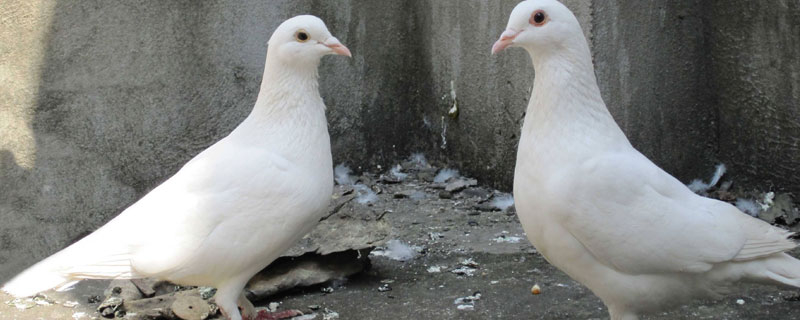 鸽子粪怎么发酵做肥料 鸽子粪怎么发酵做肥料视频