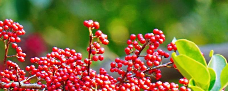 冬青怎么扦插，附种植方法（冬青能扦插吗）