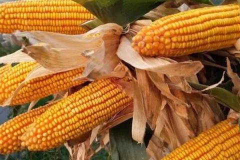 东单6531玉米种简介,适合哪里种植,产量如何